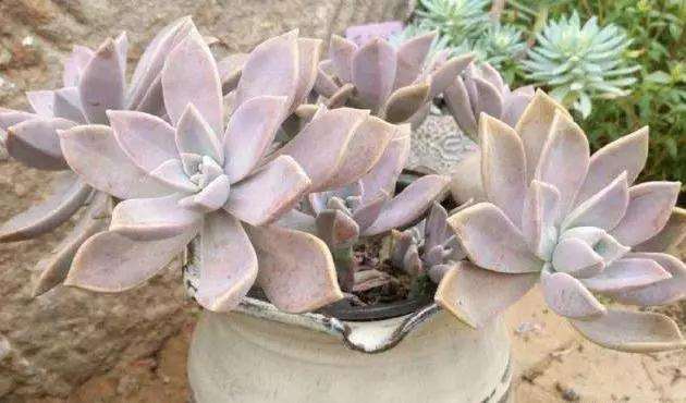 夏型种多肉植物怎么变大变肥的方法