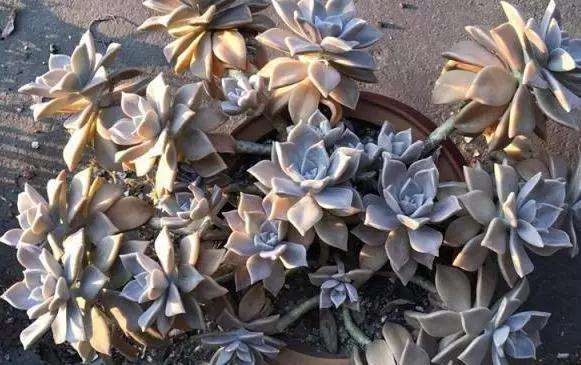 夏型种多肉植物怎么变大变肥的方法