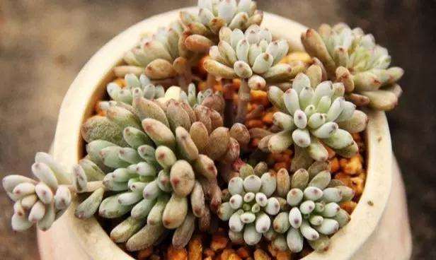 养护多肉植物的花盆选择与浇水方法