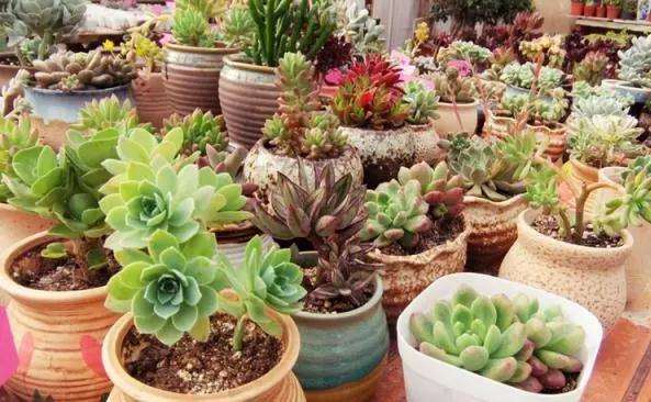 养护多肉植物的花盆选择与浇水方法