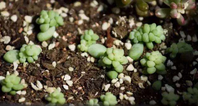 在家阳台怎么多肉叶插的方法