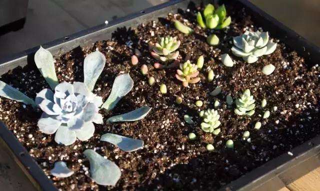 在家阳台怎么多肉叶插的方法