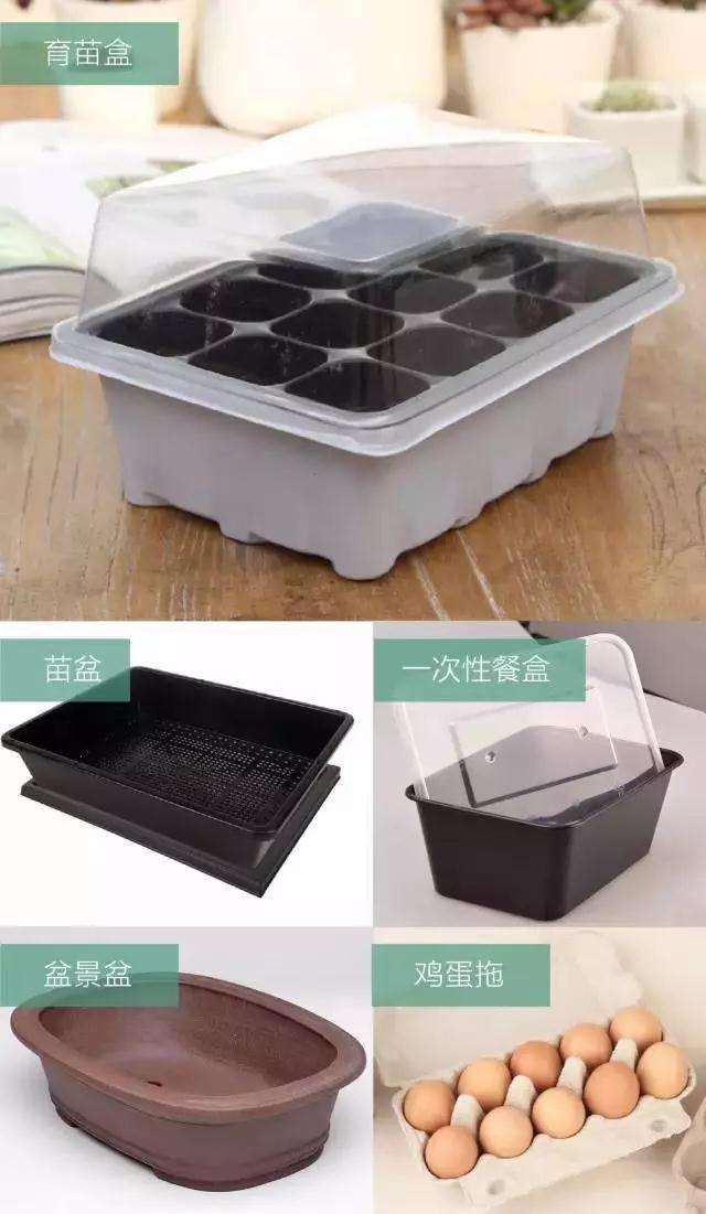 在家阳台怎么多肉叶插的方法