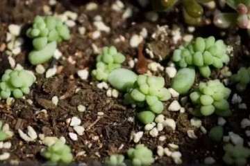 在家阳台怎么多肉叶插的方法 图片