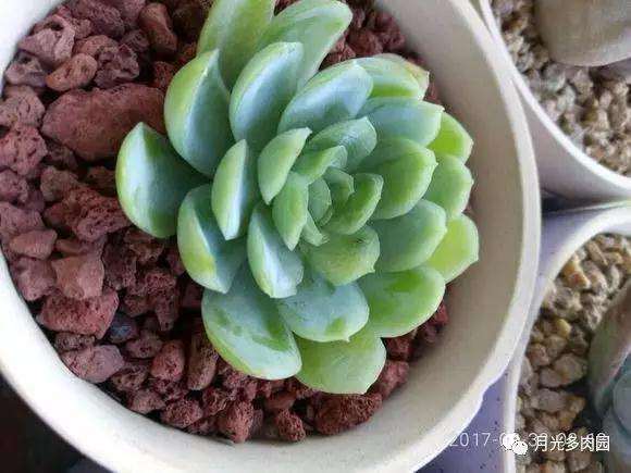 多肉度夏怎么正确防晒浇水的方法