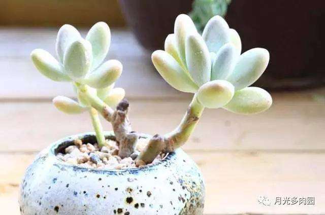 多肉度夏怎么正确防晒浇水的方法
