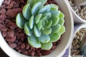 多肉度夏怎么正确防晒浇水的方法