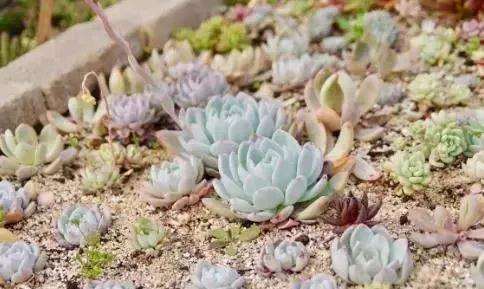 多肉植物的土壤怎么调配