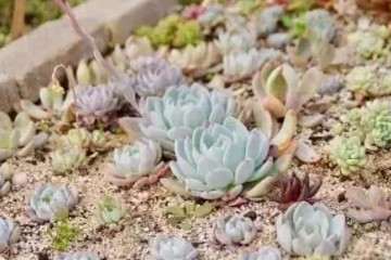 多肉植物的土壤怎么调配 图片