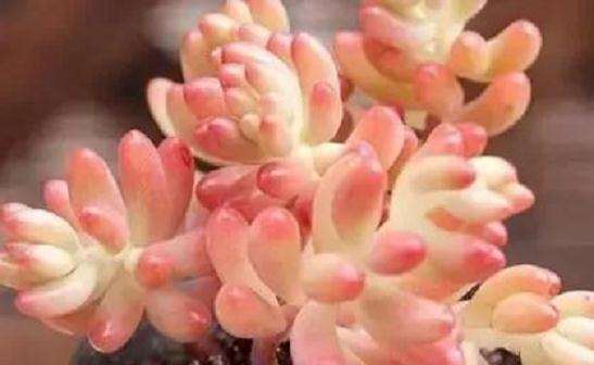 多肉植物的根系干枯腐烂