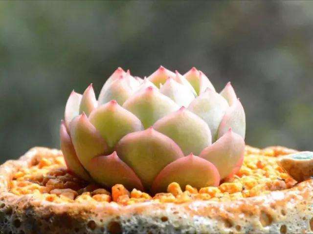 干活分享 多肉植物的土壤配置方式