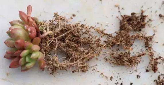 干活分享 多肉植物的土壤配置方式