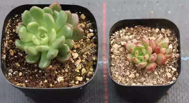 干活分享 多肉植物的土壤配置方式