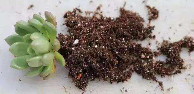干活分享 多肉植物的土壤配置方式