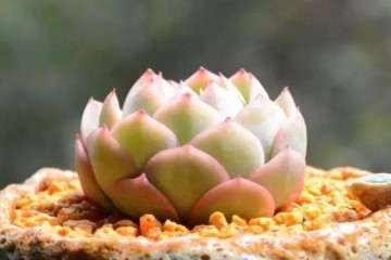 干活分享  多肉植物的土壤配置方式