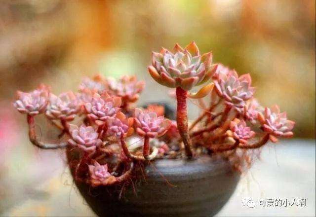 多肉应该勤修剪