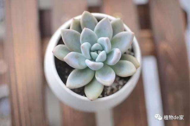 夏季早上或者晚上给多肉浇水最好