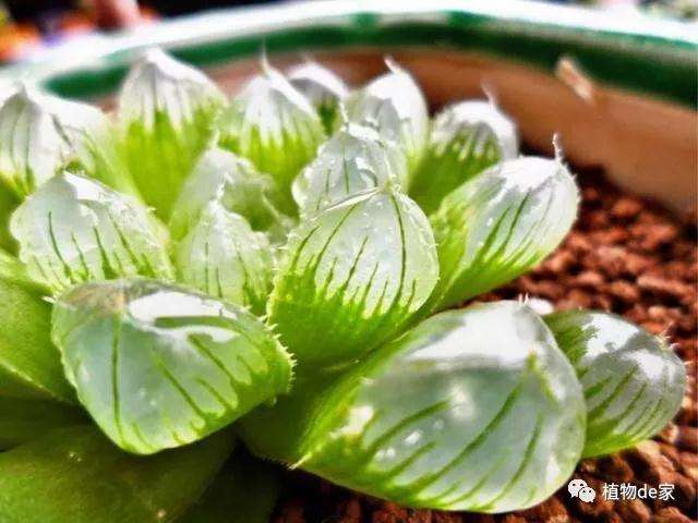 夏季早上或者晚上给多肉浇水最好