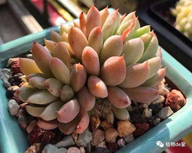 夏季早上或者晚上给多肉浇水最好