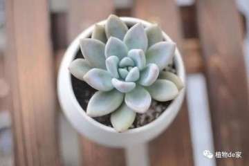 夏季早上或者晚上给多肉浇水最好