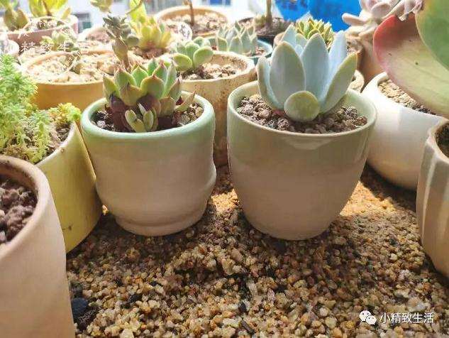 夏天在阳台上放置多肉植物是最好的