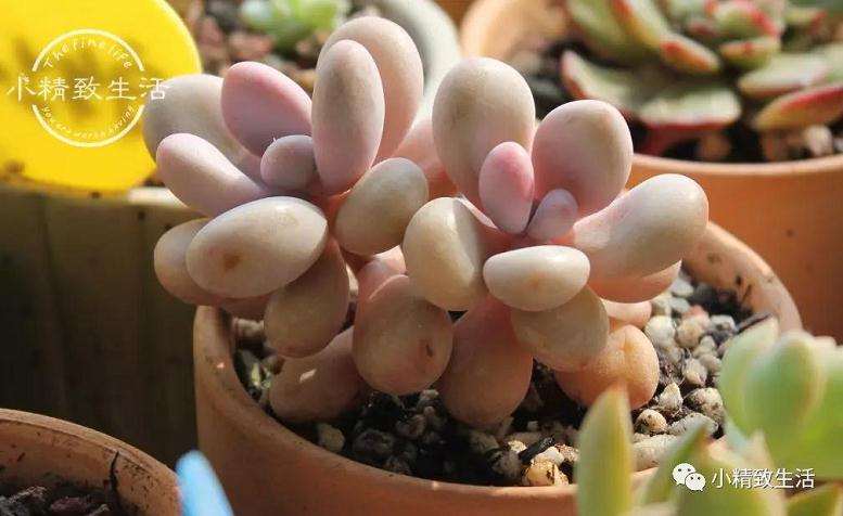 夏天在阳台上放置多肉植物是最好的