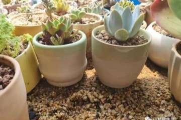 夏天在阳台上放置多肉植物是最好的