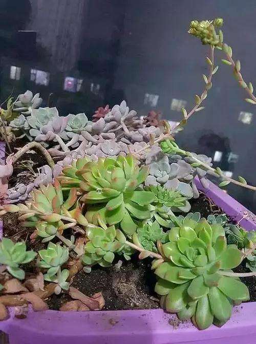 多肉花剑的叶片可以摘掉吗