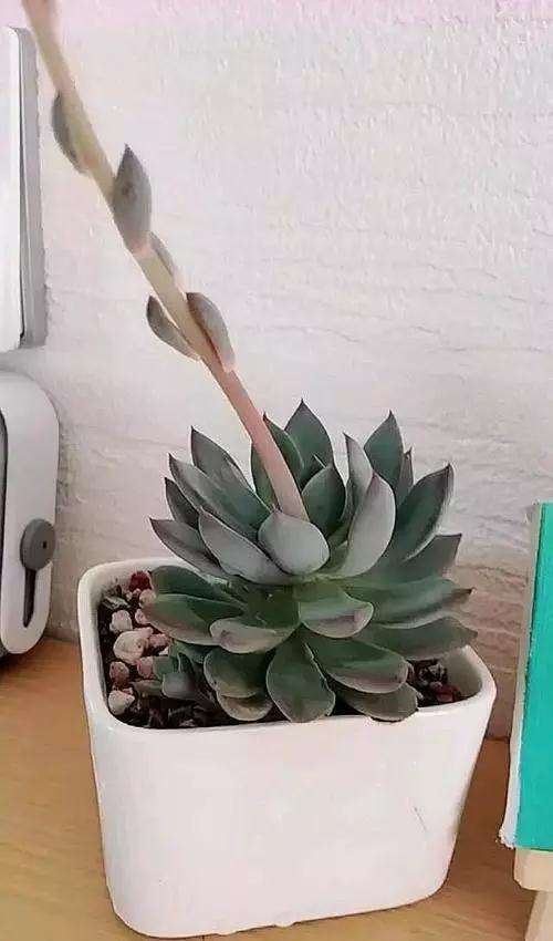 多肉花剑的叶片可以摘掉吗