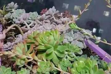 多肉花剑的叶片可以摘掉吗 图片