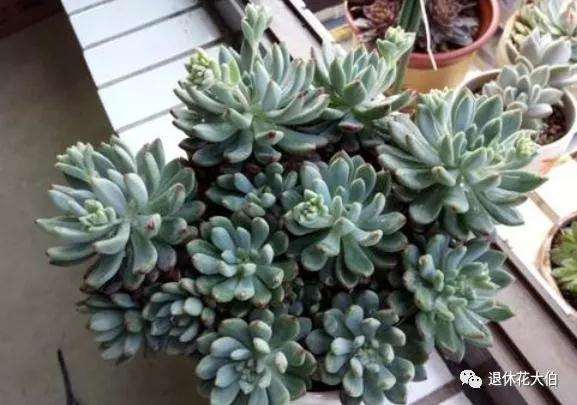 多肉植物长花箭怎么处理的方法