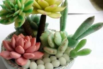 多肉植物长花箭怎么处理的方法 图片