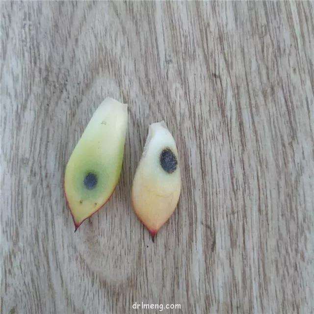 夏天可以给多肉植物喷水吗