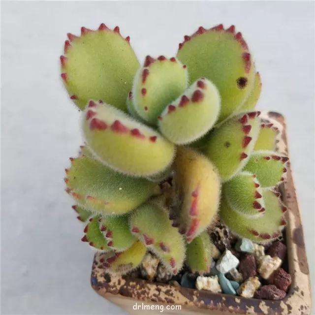 夏天可以给多肉植物喷水吗