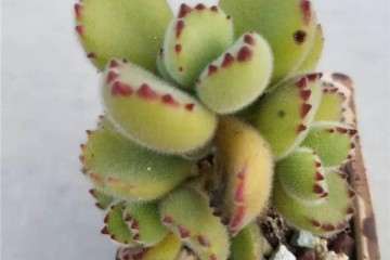 夏天可以给多肉植物喷水吗 图片