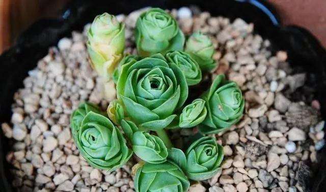 多肉度夏怎么浇水