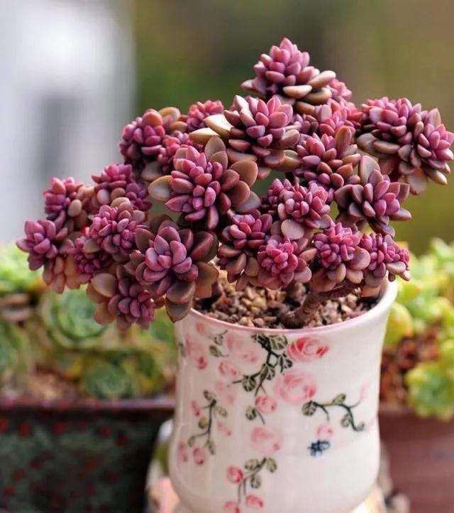 多肉度夏怎么浇水