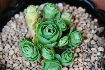 多肉度夏怎么浇水 放哪里养 图片