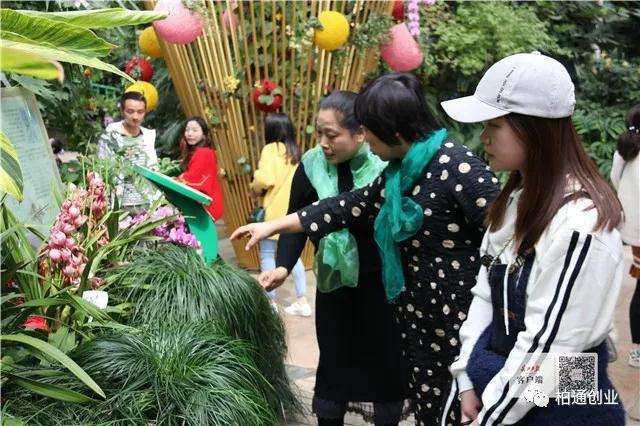 家里各屋适合放什么多肉植物