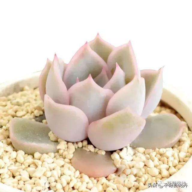 多肉换盆就死 上盆和浇水的方法不对