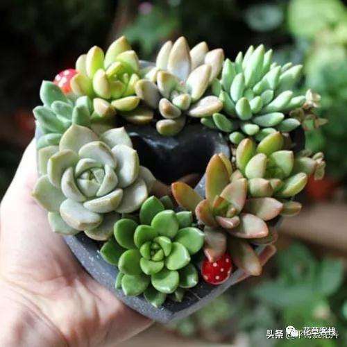 多肉换盆就死 上盆和浇水的方法不对
