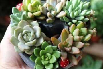 多肉换盆就死 上盆和浇水的方法不对