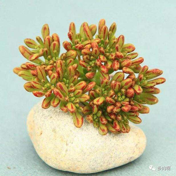 秋季多肉怎么养护的秘籍