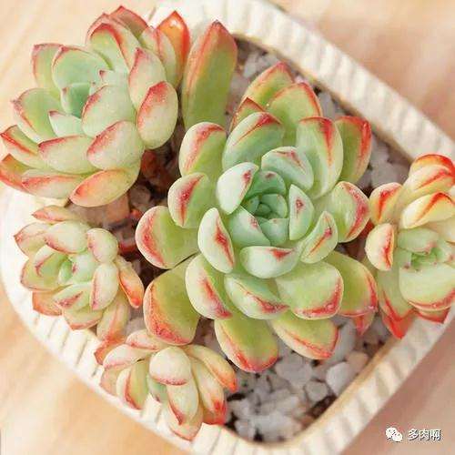 秋季多肉怎么养护的秘籍