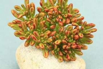 秋季多肉怎么养护的秘籍 7个方法