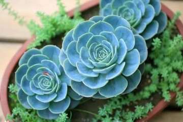 养多肉玉蝶的3个方法 轻松爆盆 长出多头