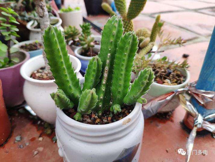 那些容易度夏的多肉植物