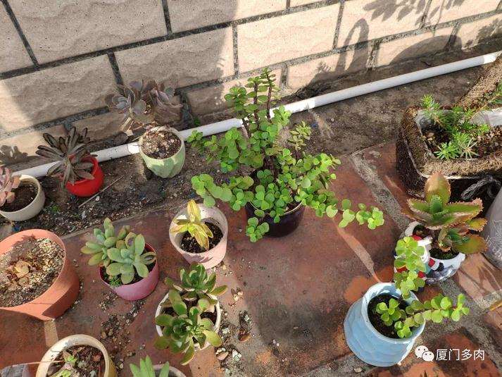 那些容易度夏的多肉植物