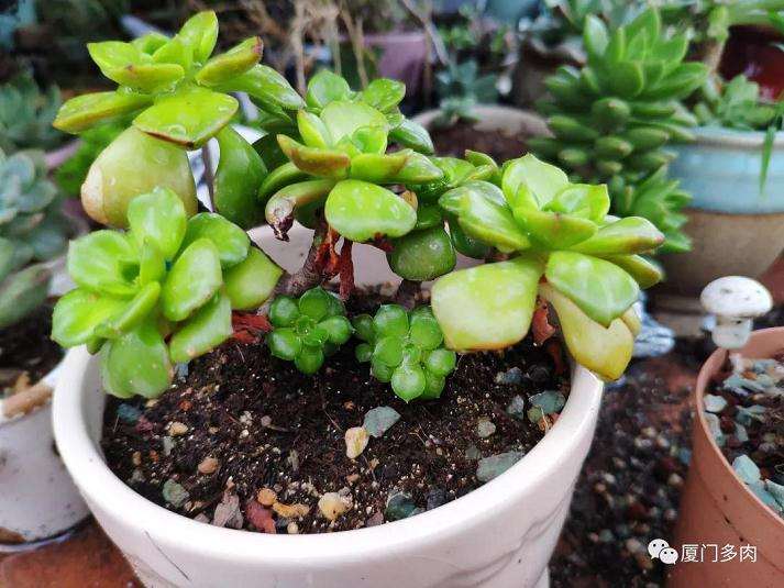 那些容易度夏的多肉植物