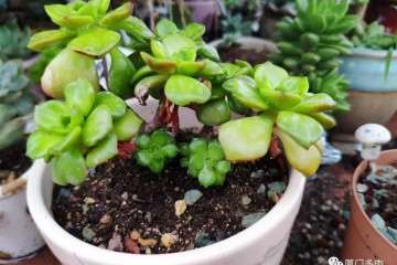 那些容易度夏的多肉植物 图片